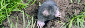 Catch Moles - Pest Control Mole Valley