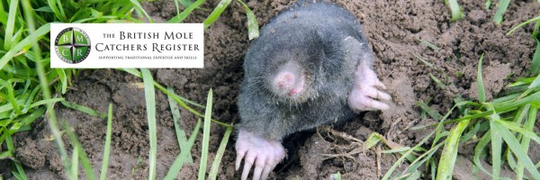Catch Moles in Mole Valley