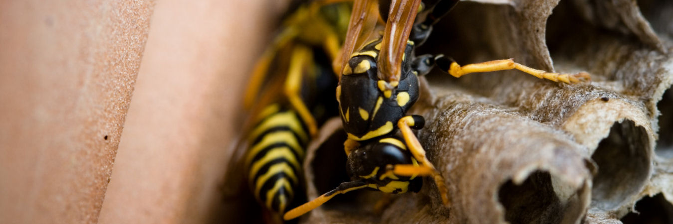 Wasp/Hornet Nest Removal For £50